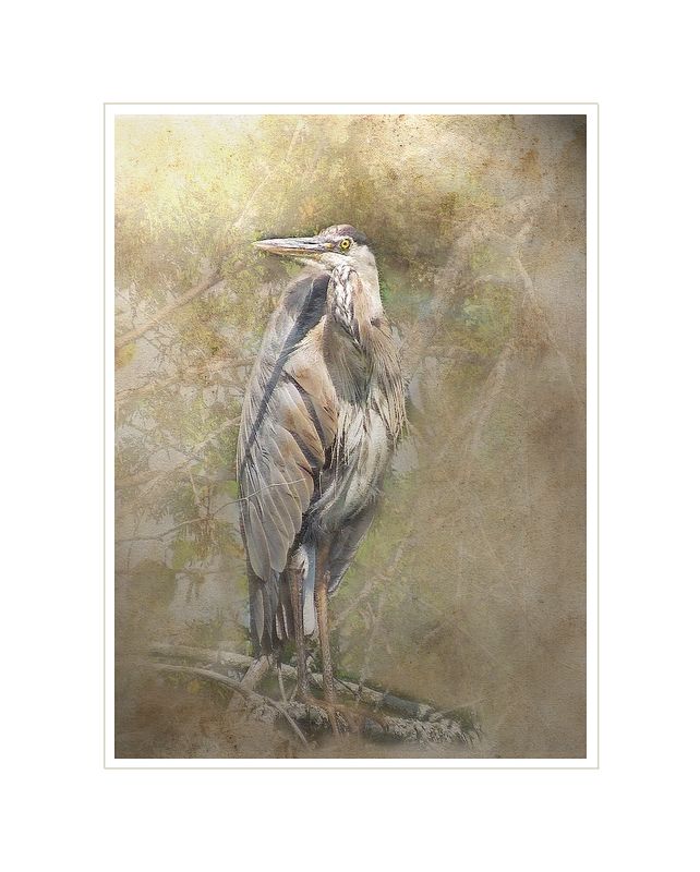 Great Blue Heron Abstract.jpg
