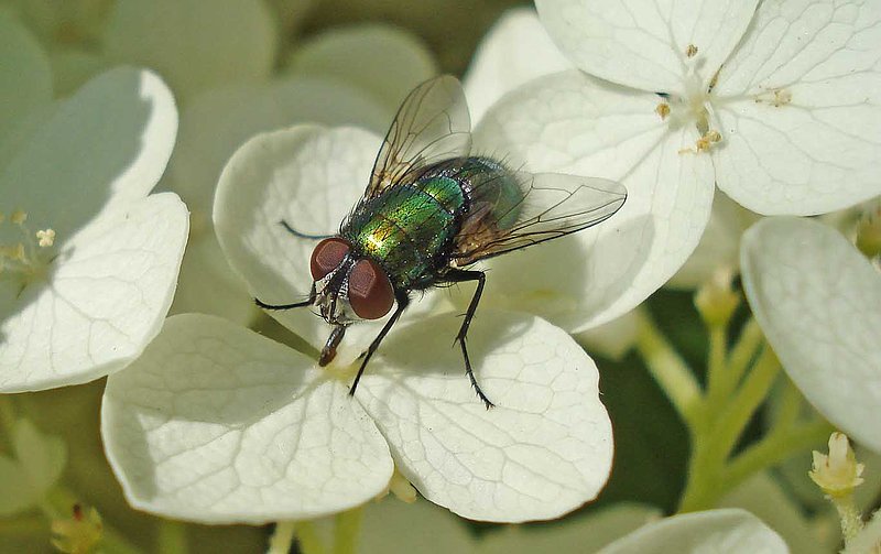 Green Bottle Fly.jpg