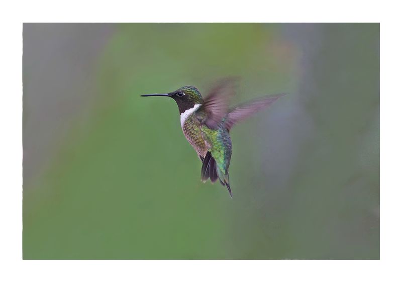Humming Bird at Feeder Abstract.jpg