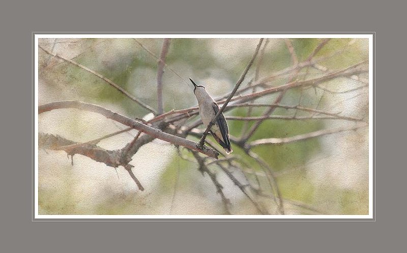 Hummingbird Wondering Abstract.jpg