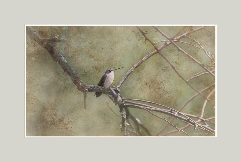 Hummingbird on Branches Abstract.jpg
