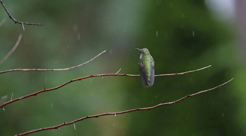 Hummingbird resting in rainfall.jpg