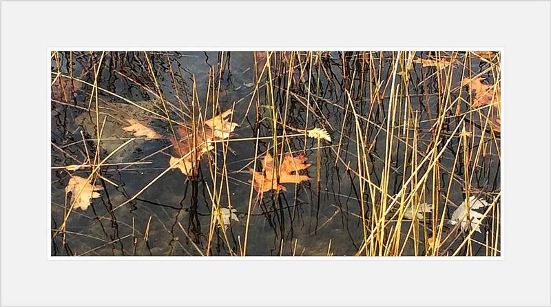 Leaves  in Lake Water.jpg