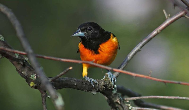Male  Baltimore Oriole Juvenile Spring.jpg