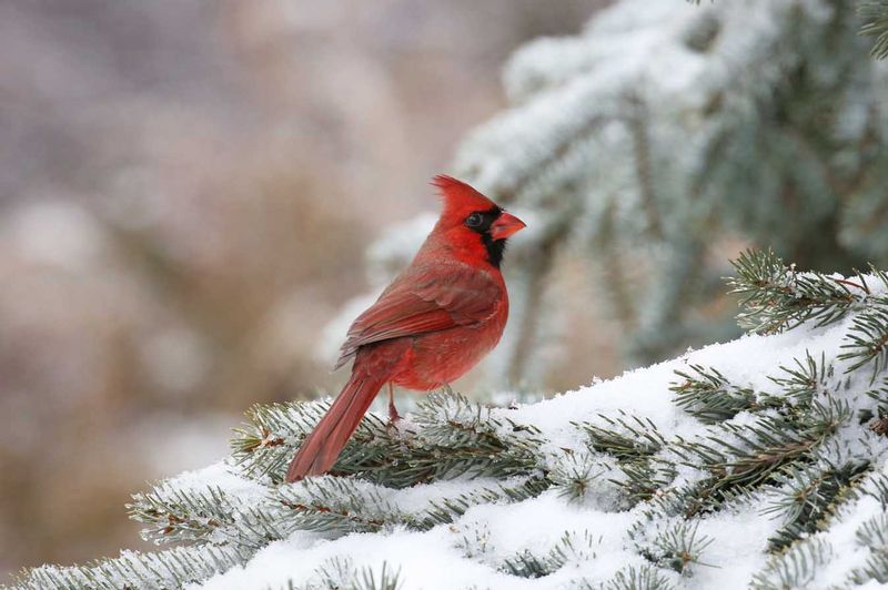 Male Cardinal Side On Bough.jpg