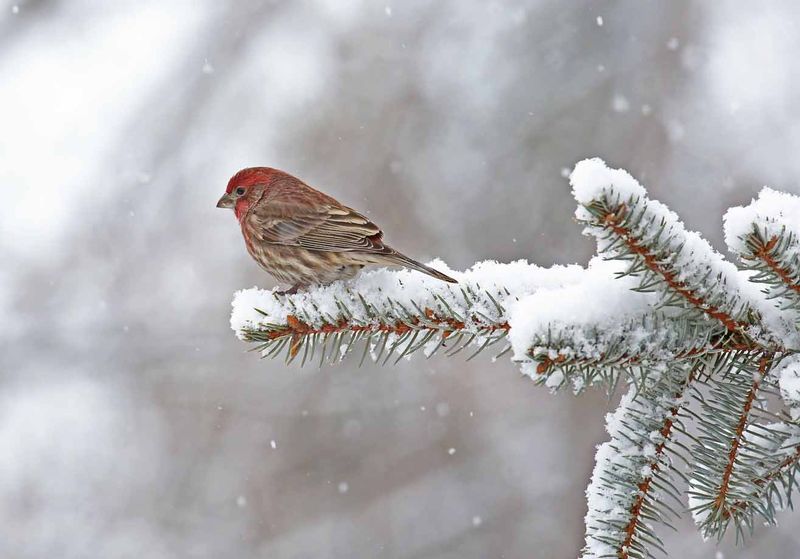Male House Finch  Winter.jpg