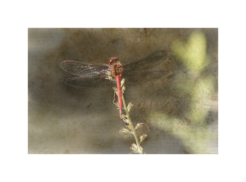 Red Dragonfly Back Abstract.jpg