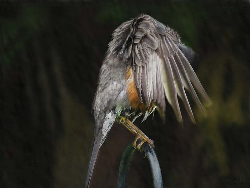 Robin Preening.jpg