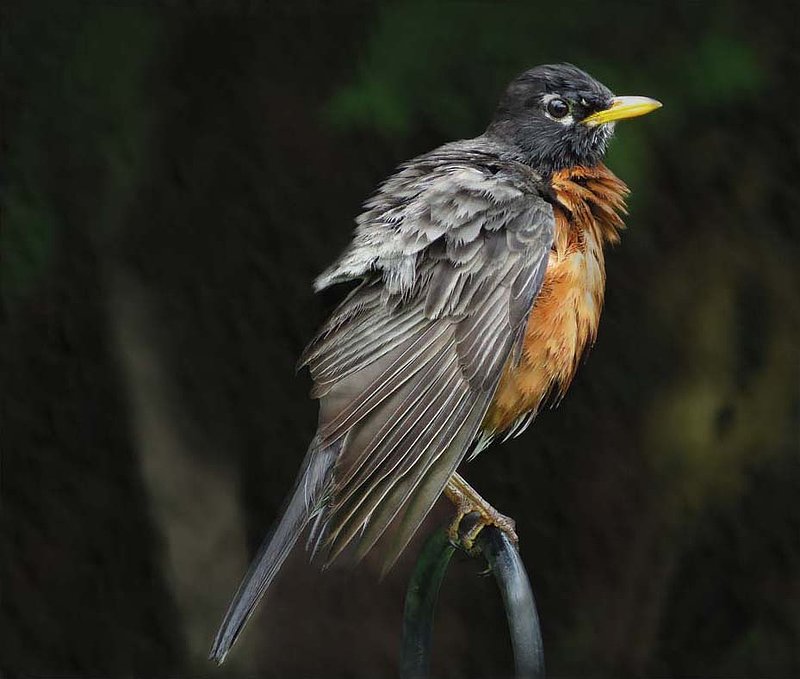 Robin on Railing.jpg