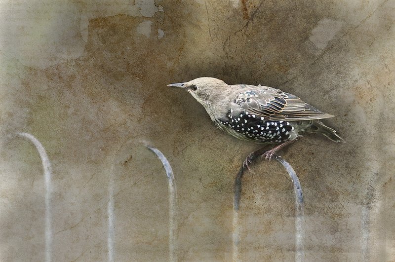 Starling Juvenile Abstract.jpg