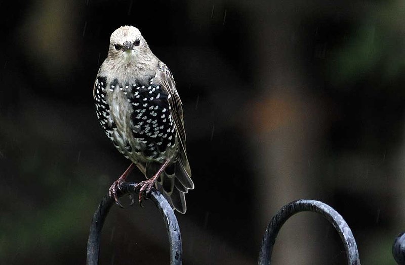 Starling in Rain Juvenile.jpg