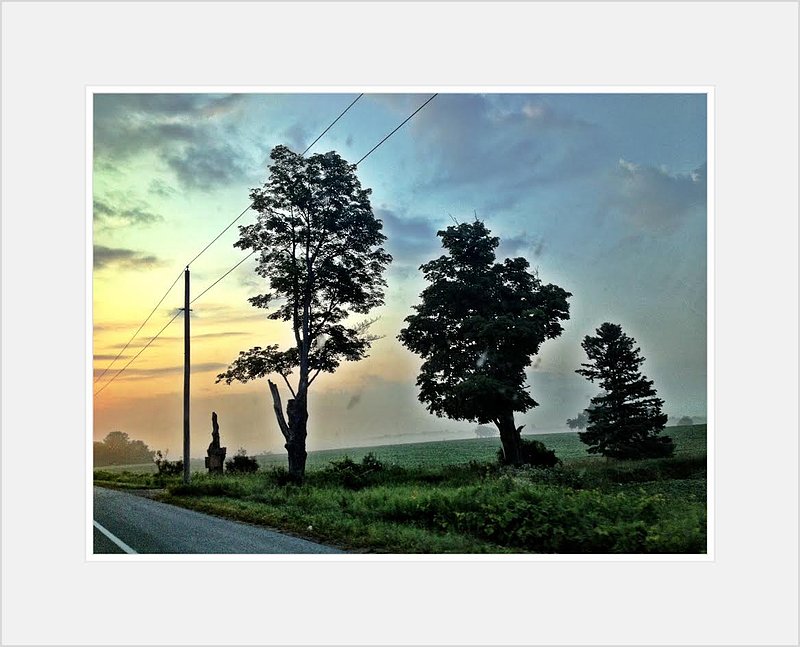 Three Trees.jpg