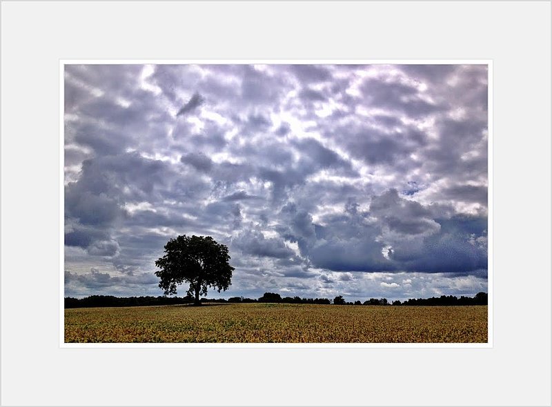 Tree and Clouds.jpg