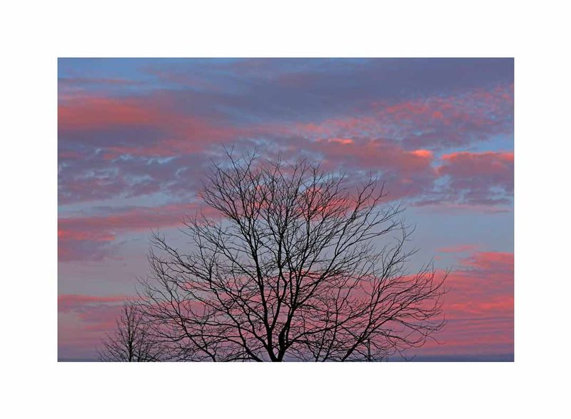 Tree and Pink Clouds.jpg