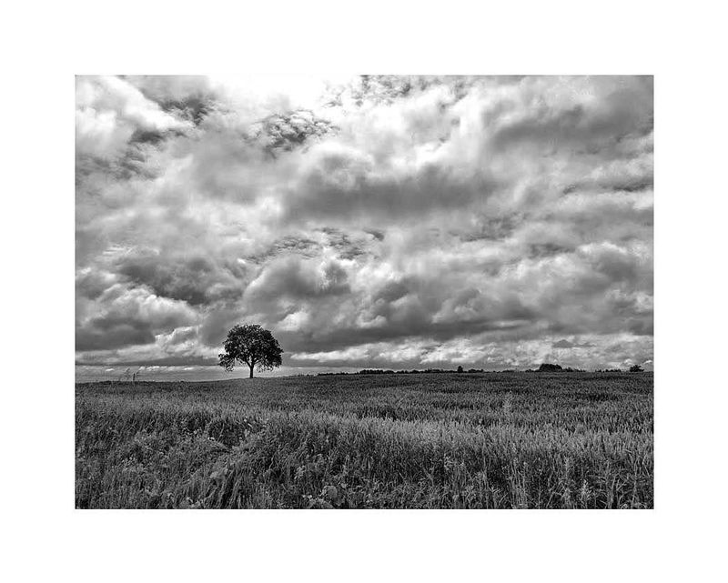 Tree in Field.jpg