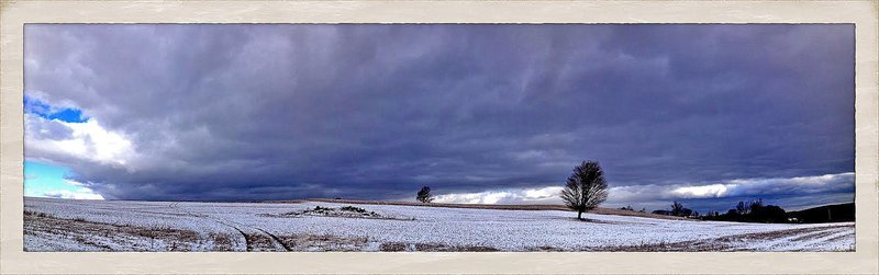 Trees In Winter Field.jpg