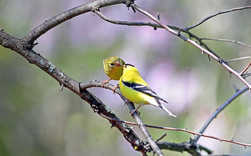 Two Gold Finches.jpg