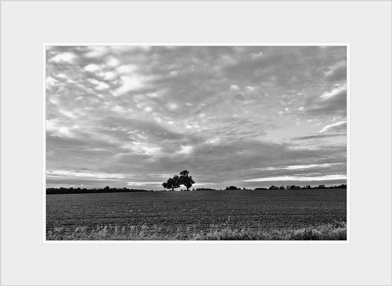 Two Trees Sunrise.jpg