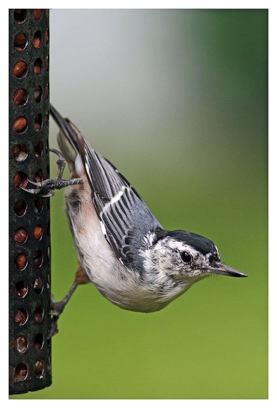 White Breasted Nuthatch portrait.jpg