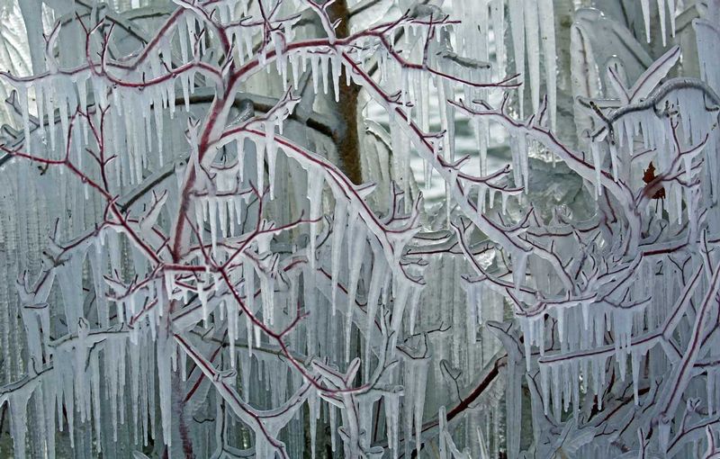 Bush and  Tree in Ice.jpg