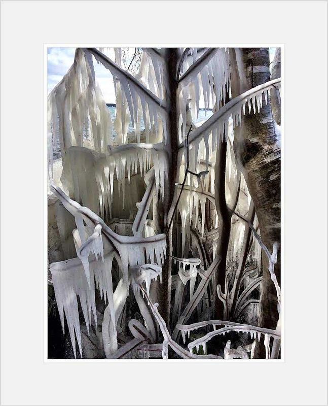 Ice on Tree.jpg