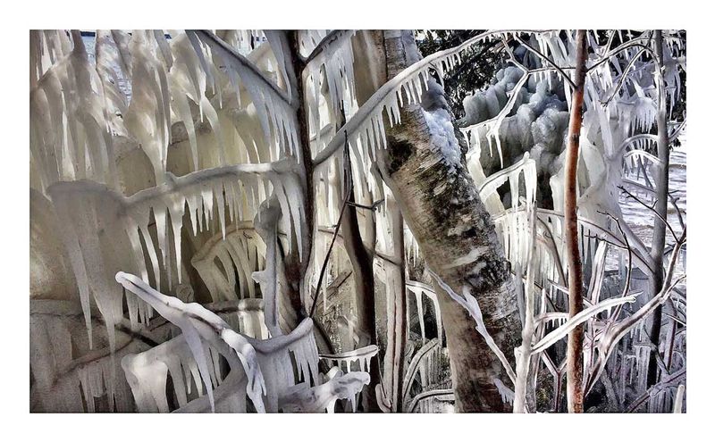 Icy Tree Lakeside.jpg