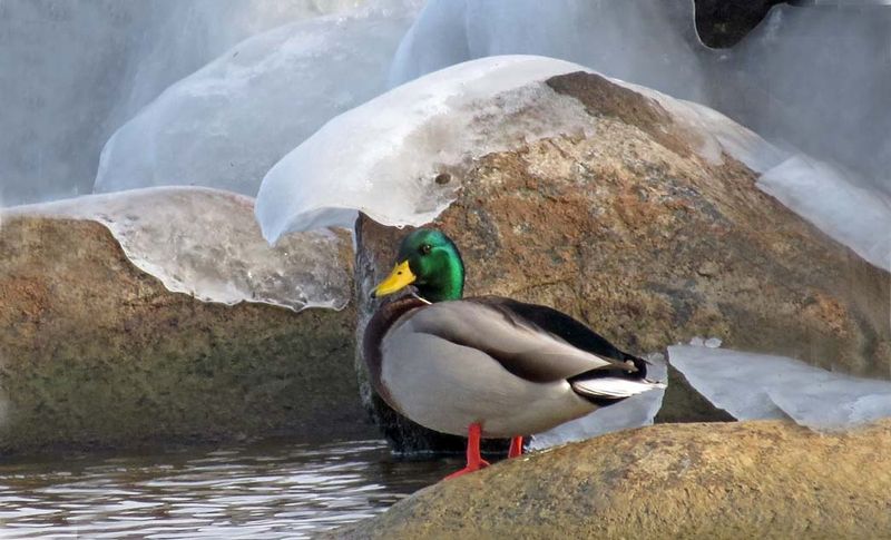 Mallard On Rocks.jpg