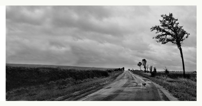 Trees on the Right BW.jpg