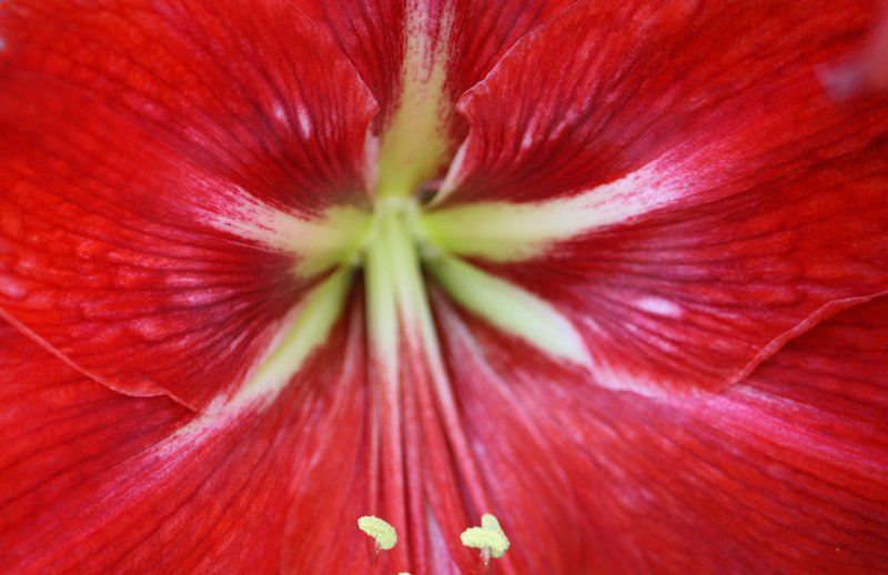 Amaryliss Flower Closeup.jpg :: Flowers, Floral, Blossom, Bloom, Flora