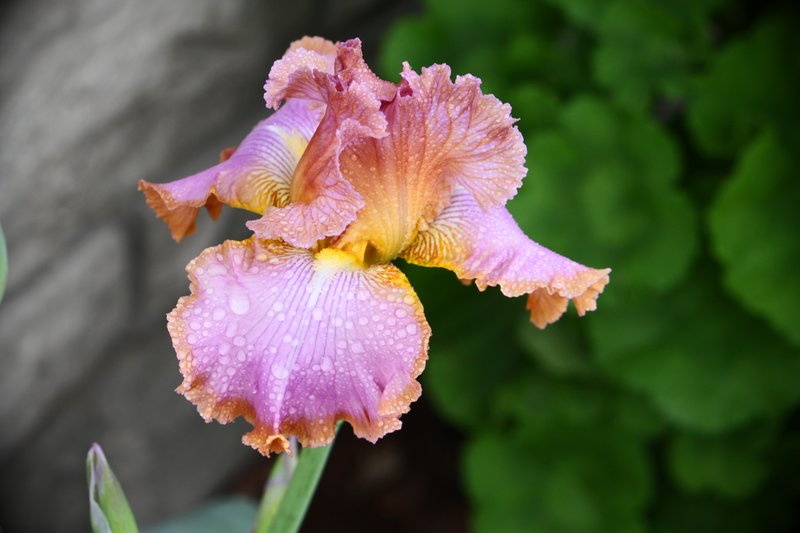 Bearded Iris.jpg :: Flowers, Floral, Blossom, Bloom, Flora