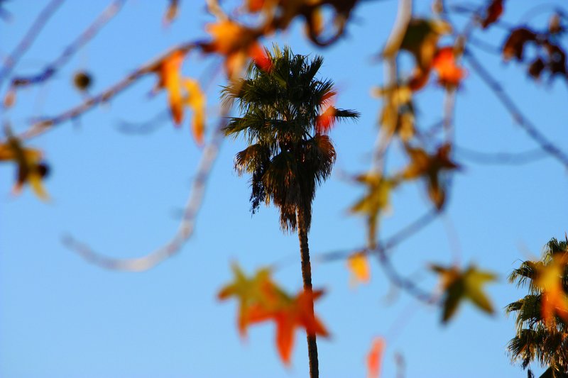 California Fall.jpg
