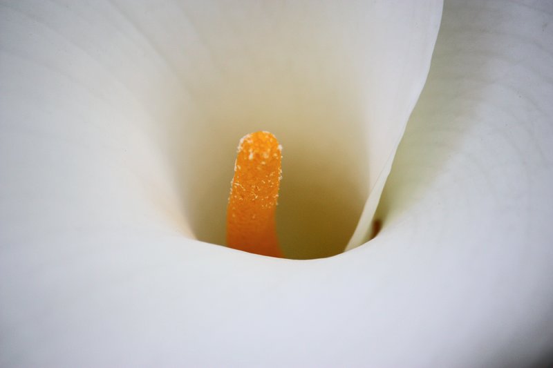 Calla Flower.jpg :: Flowers, Floral, Blossom, Bloom, Flora