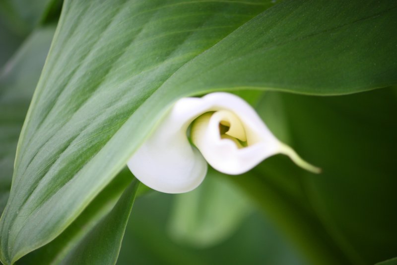 Calla.jpg :: Flowers, Floral, Blossom, Bloom, Flora
