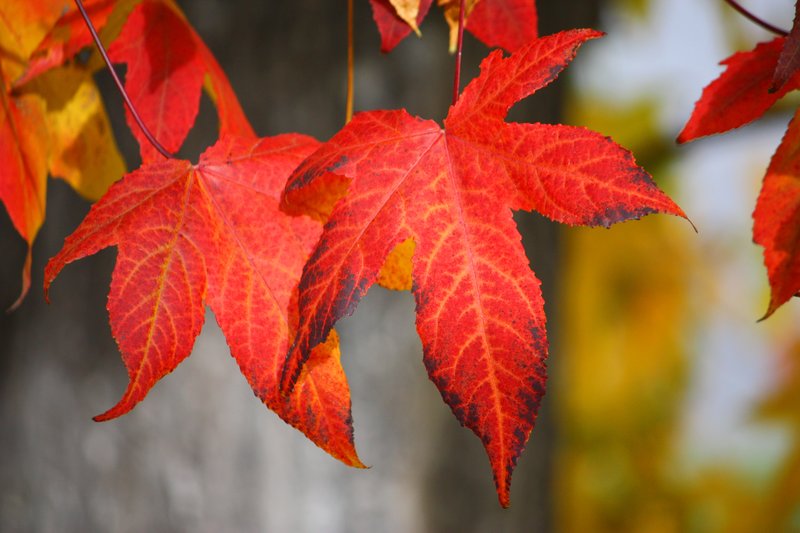 Fall Leaves 2.jpg