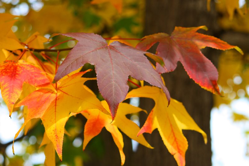 Fall Leaves 3.jpg