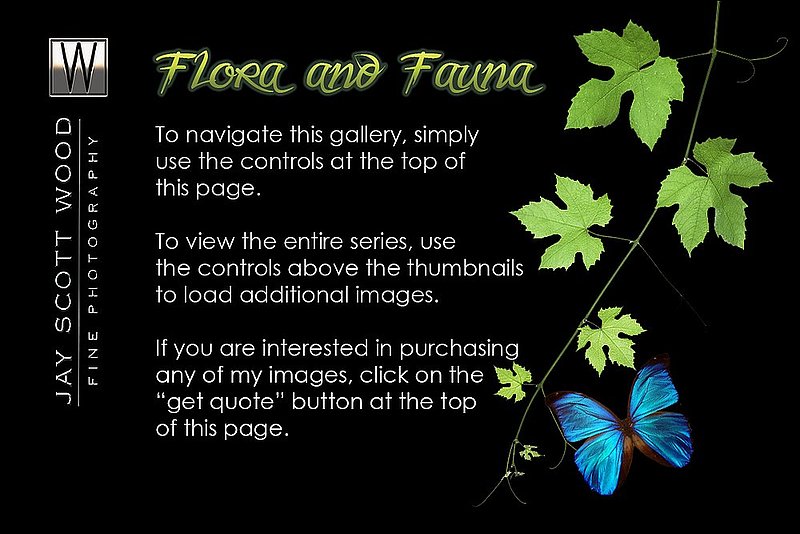 Flora and Fauna 2.jpg