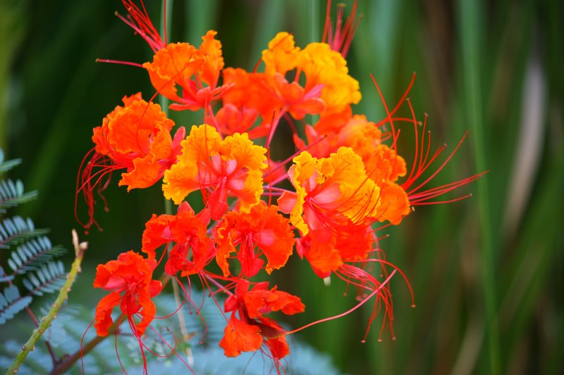 IMG_33451.jpg :: Flowers, Floral, Blossom, Bloom, Flora