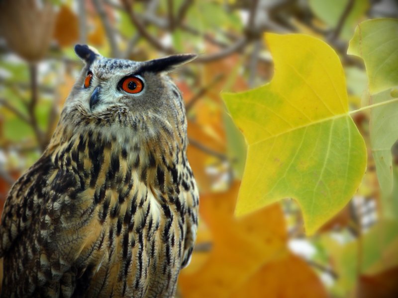 Owl1.jpg