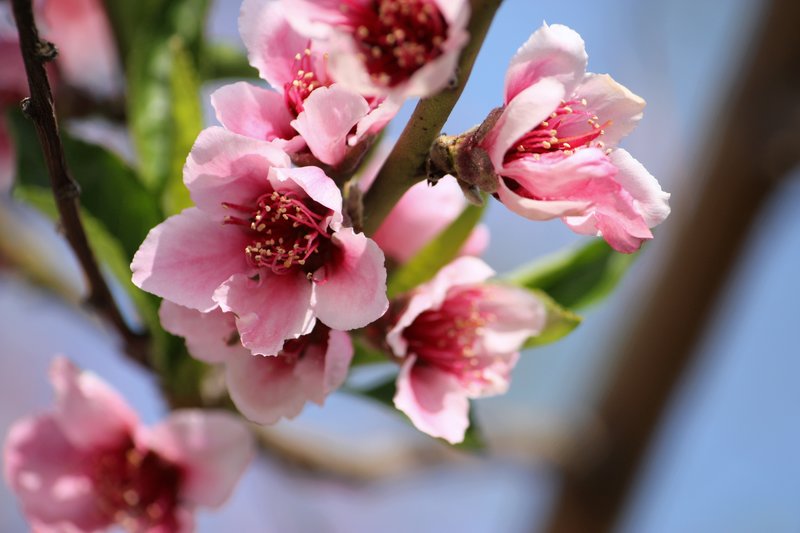 Peach Blossom.jpg :: Flowers, Floral, Blossom, Bloom, Flora