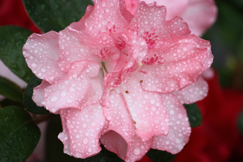 Pink Azalea Wet.jpg :: Flowers, Floral, Blossom, Bloom, Flora