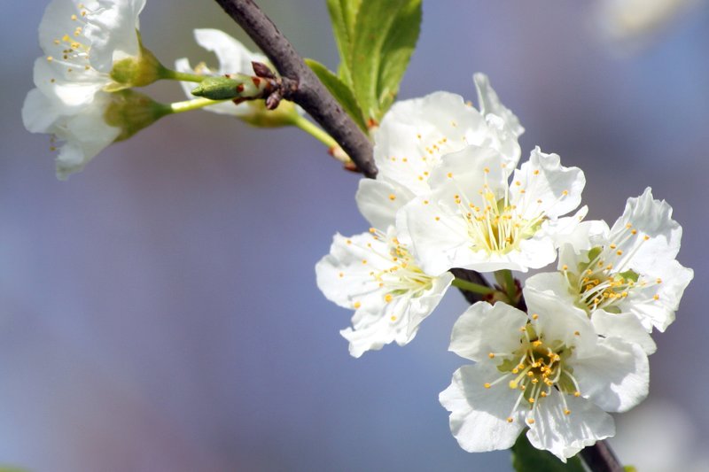 Plum Blossom 2A.jpg :: Flowers, Floral, Blossom, Bloom, Flora