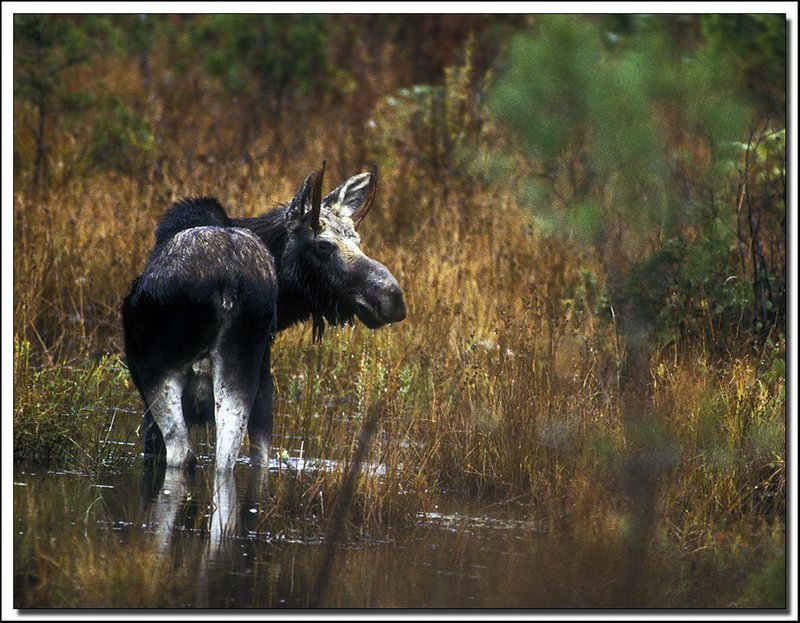 BaxterSP-52-22-13.jpg