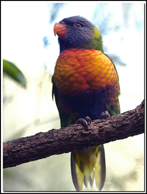 Brisbane-DSC_2373.jpg