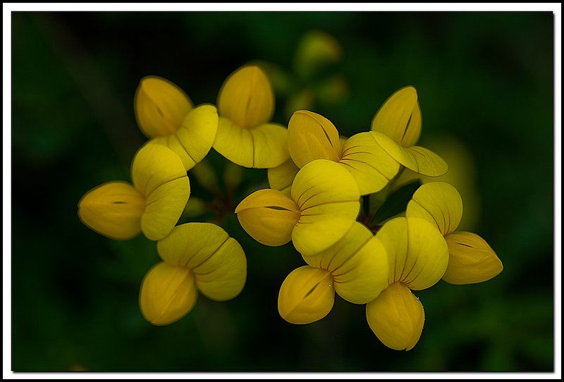 BruceNP-DSC_0571.jpg