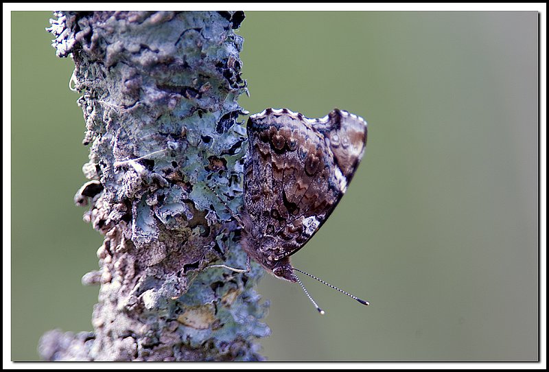 BruceNP-DSC_2392.jpg