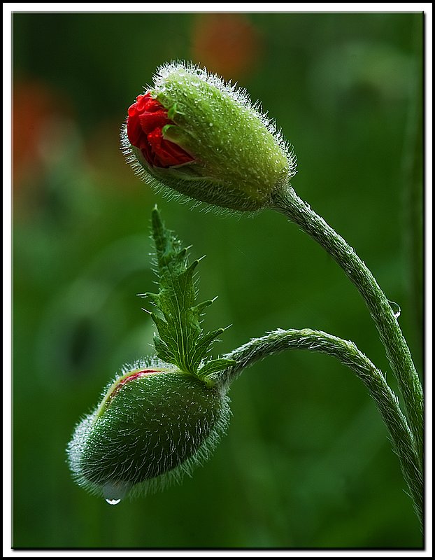 BruceNP-DSC_4444.jpg