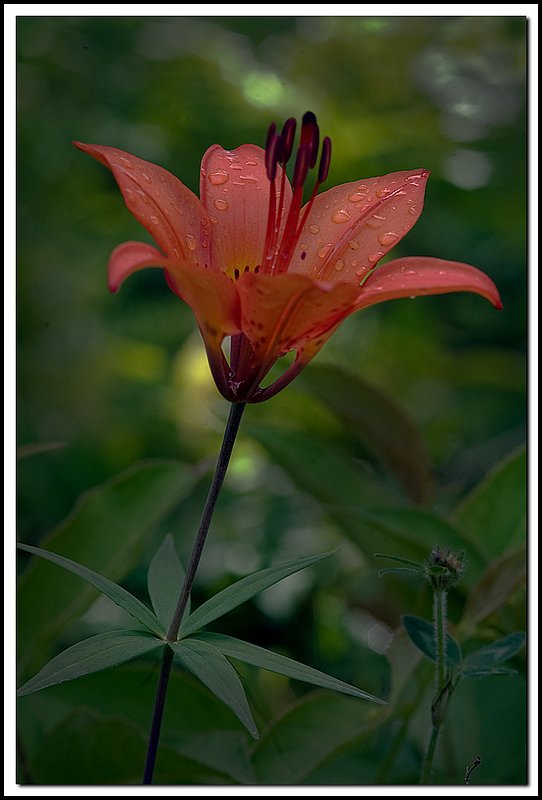 BruceNP-DSC_4472.jpg