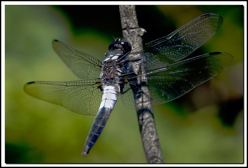 BruceNP-DSC_4827.jpg