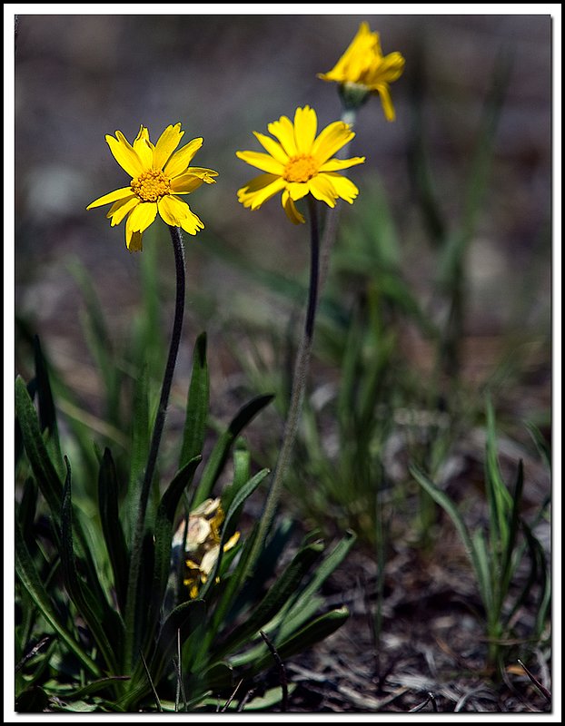BruceNP-DSC_5669.jpg