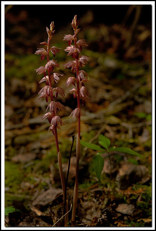 BruceNP-DSC_5790.jpg